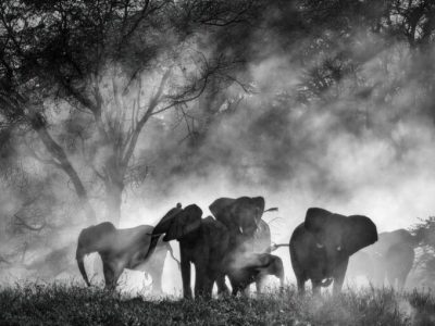 Venezia 82 – Ghost Elephants